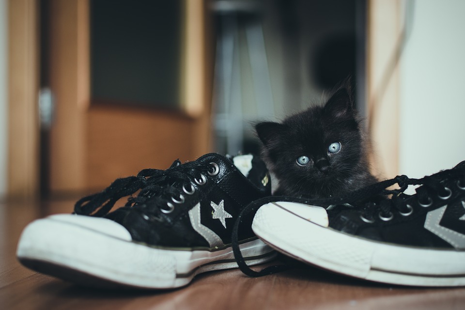 Schoenen stinken naar kattenpis, oorzaak en oplossing - Allesoverschoenen.nl